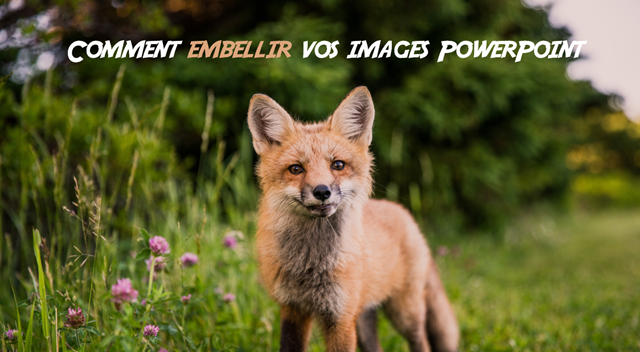 #5-1jour1conseilpowerpoint-02